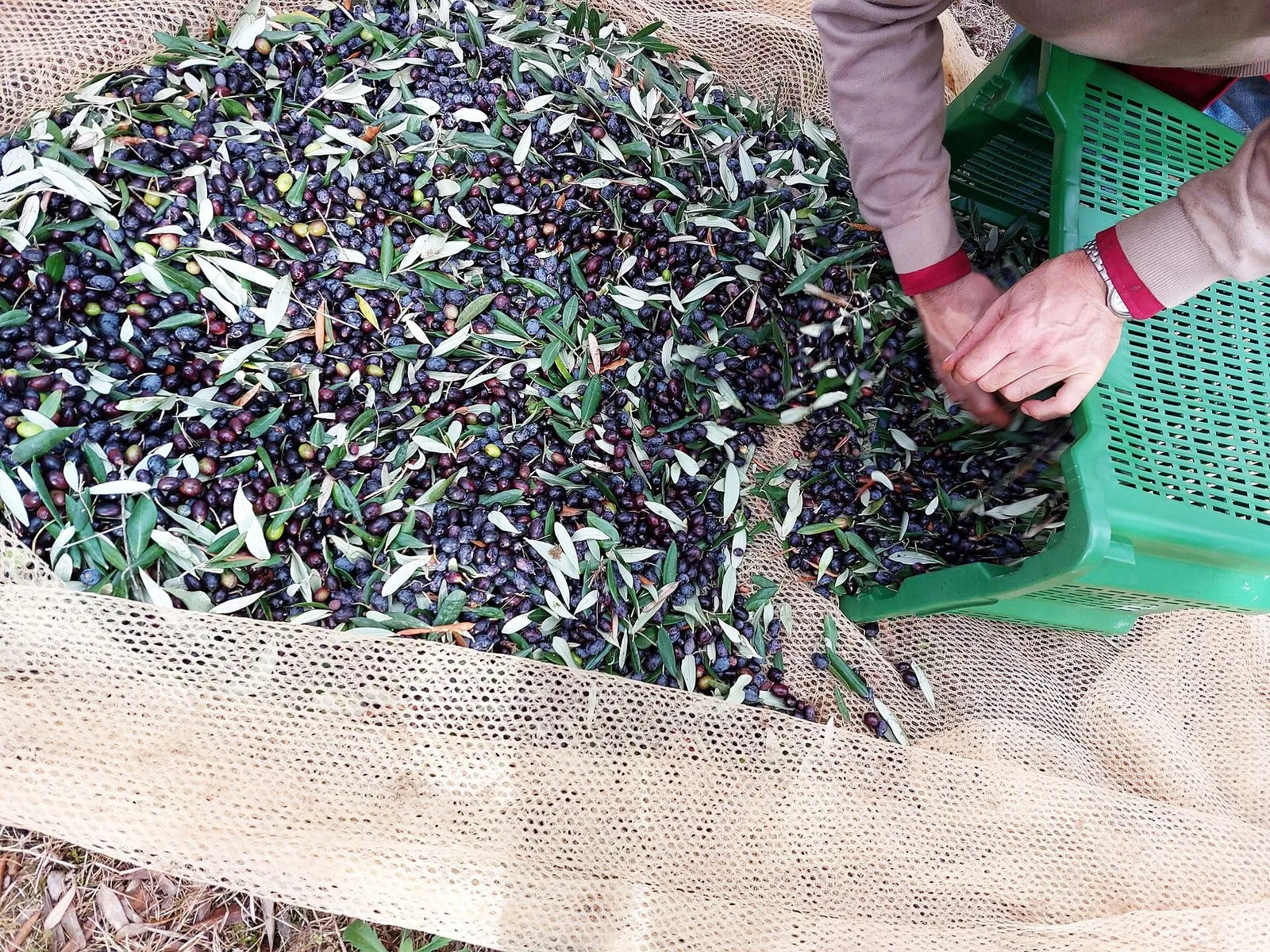 Olive nere e violacee mescolate a foglie d'ulivo raccolte su una rete stesa a terra, mentre due mani le spostano verso una cassetta di plastica verde